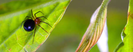 Macro close-up image of a black and red spider on a leafの写真素材