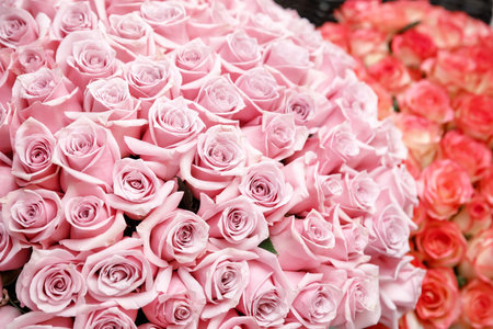 red and white roses close upの写真素材