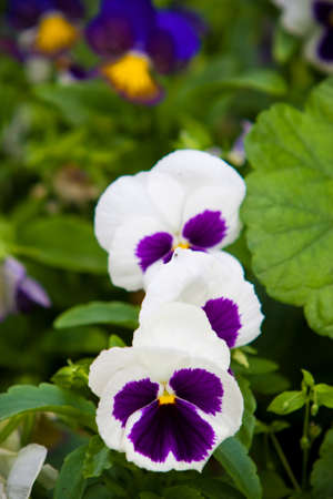 several white and purple vittrock violet flowers blooming in the gardenの写真素材
