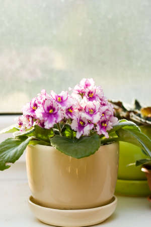 Pink violet on windowswill in golden potの写真素材
