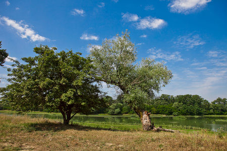 two trees on the background of the river and blue sky
