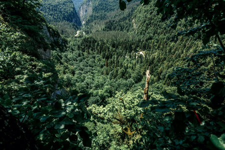 view of the forest in Abkhazia from the observation deck
