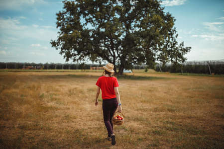 a girl in a red T-shirt, brown jeans, a straw hat carries a basket of red apples on a field covered with dry grass against the background of a large tree and the sky in blurの写真素材