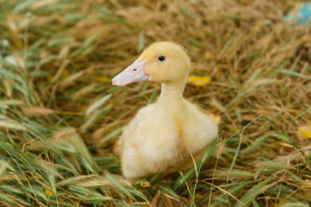 yellow duckling on a background of grass