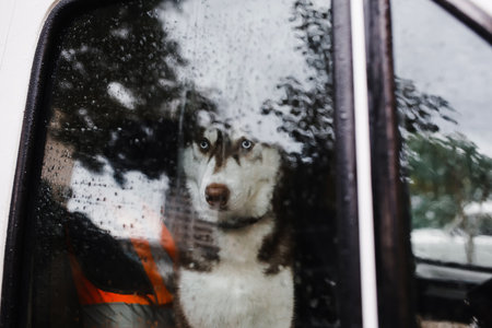 a husky dog sits in a car and looks through the glass on a rainy day strewn with raindrops