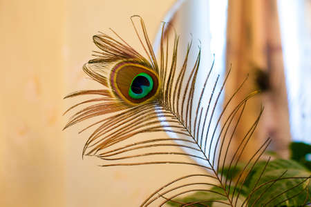 peacock feather on blurred window and curtain backgroundの写真素材