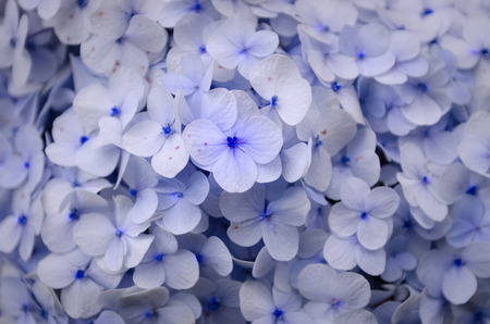 Beautiful hydrangea flowers flower backgroundの写真素材