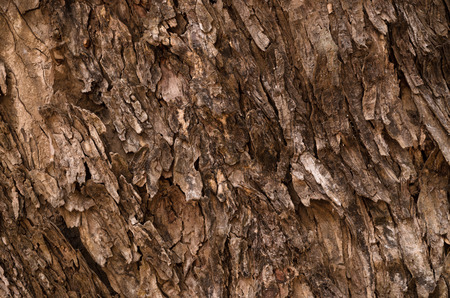 Tree bark texture background.の写真素材