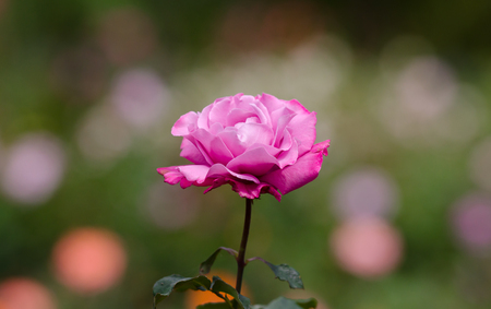 Close up beautiful rose in the garden.の写真素材