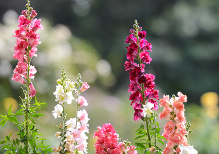 Snap dragon (Antirrhinum majus) blooming in garden.の写真素材