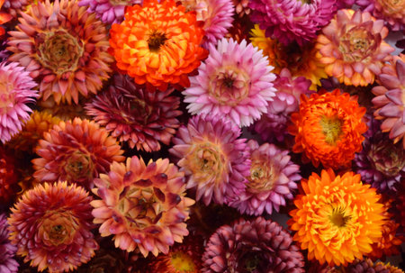 Everlasting flower backgroundの写真素材