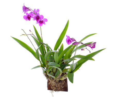 Orchid flower isolated on white backgroundの写真素材
