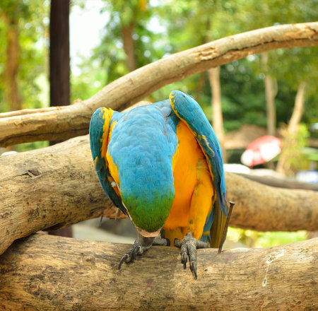 Blue-and-yellow macaw (Ara ararauna) also known as the Blue-and-gold macaw on wood log.