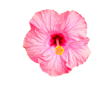 pink "Chinese Hibiscus" flower (or China Rose, Hawaiian Hibiscus, Shoeblackplant, Rose Mallow) . Its Latin name is Hibiscus Rosa-sinensis, native to east Asia.の写真素材