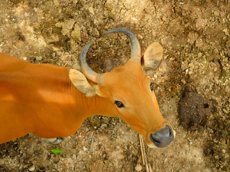closed up red cowの写真素材