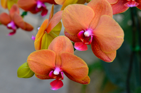 flower orchid family of monocotsの写真素材
