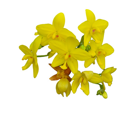 ground orchid flowers on white backgroundの写真素材