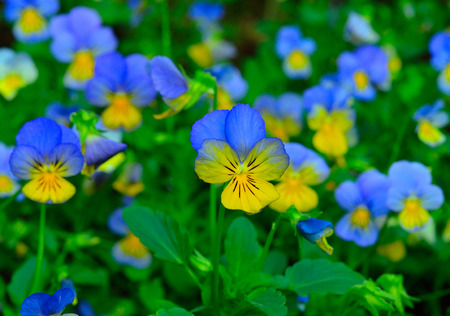 panses in the garden. blue and yellow.の写真素材