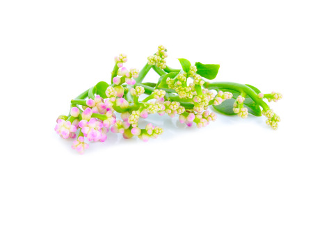 Ceylon Spinach isolated on white backgroundの写真素材