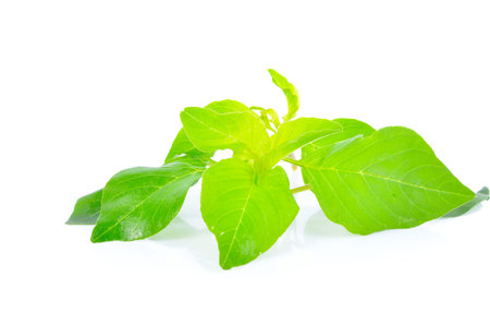 Fresh spinach leaves on a white background