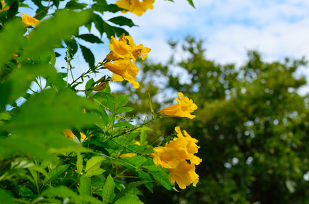 Yellow elder, Trumpetbush, Trumpetflower, Yellow trumpet-flower, Yellow trumpetbush