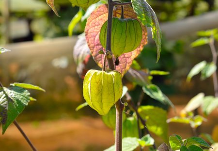 capegooseberry treeの写真素材