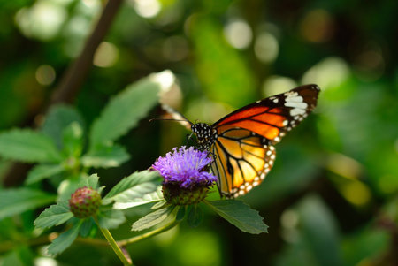 monarch butterfly on a flower