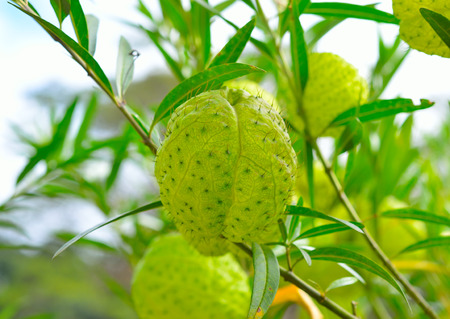 cape gooseberry treeの写真素材