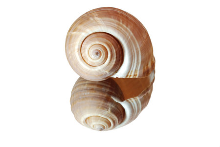 Sea Shell