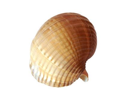 Sea Shell