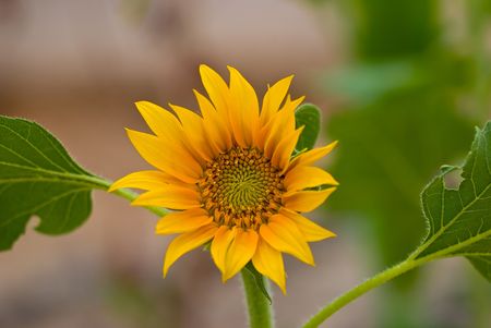 Sunflowerの写真素材