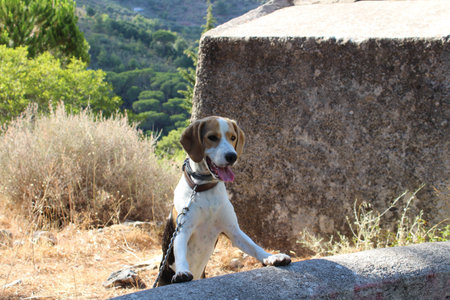 Dog looking aroundの写真素材