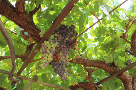 Grapes in Sicilyの写真素材