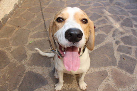 Happy dogの写真素材