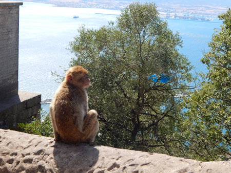 Monkey in Giblatarの写真素材