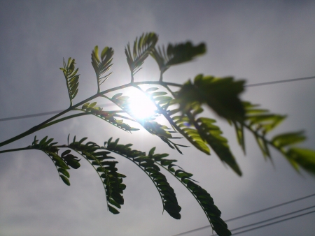 Green leaves の写真素材