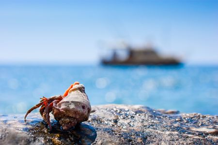Red hermit crab coming out from it's hell with boat in the backgroundの写真素材