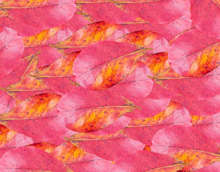 Red Leaves Backgroundの写真素材