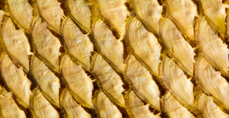 Fish Scales texture