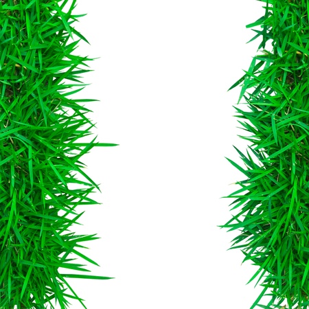 Fresh spring green grass frame isolate on white backgroundの写真素材