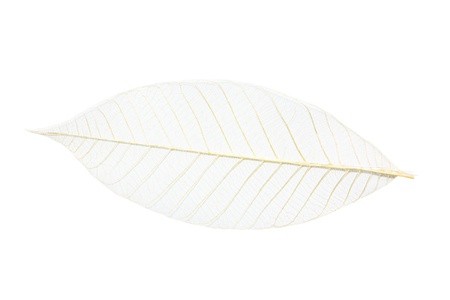 Skeleton leaf isolateの写真素材