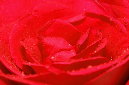Red rose with water drop の写真素材