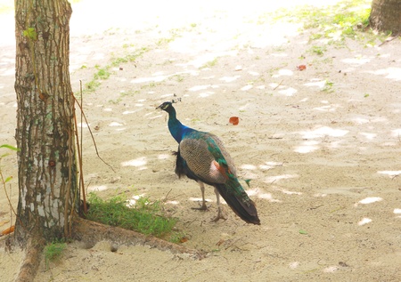 Female Feacockの写真素材