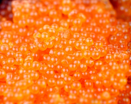Macro shoot of Shrimp egg の写真素材