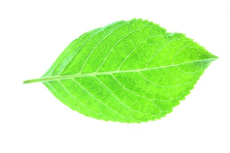 Green leaves on white background2の写真素材