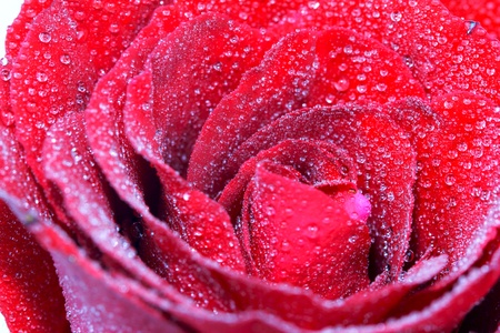 Macro of Red rose with water dropの写真素材
