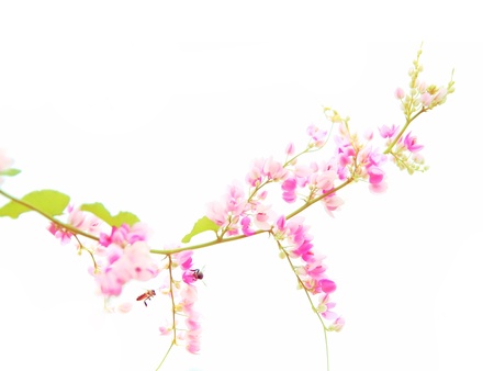 Beauty pink flower with bee on white backgroundの写真素材