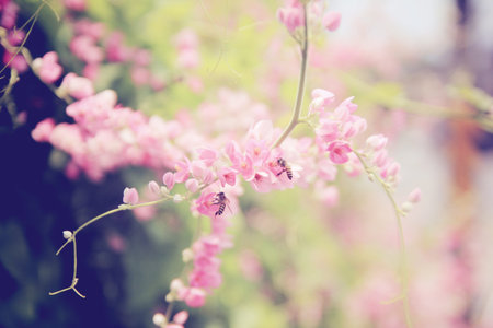 Beauty pink flower with bee