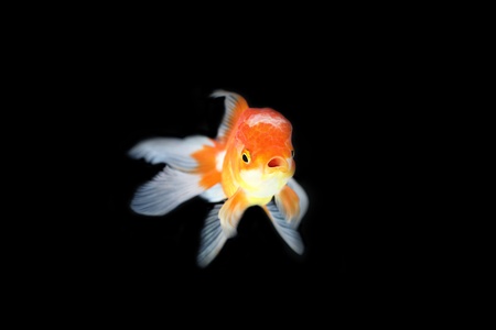 Gold fish on black backgroundの写真素材