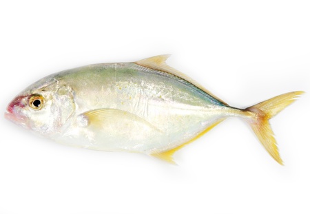 Travelly fish on white backgroundの写真素材